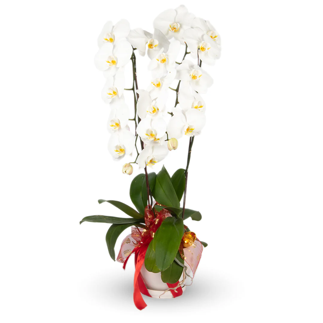 CNY Phalaenopsis Orchid (2 stalks) - Image 8