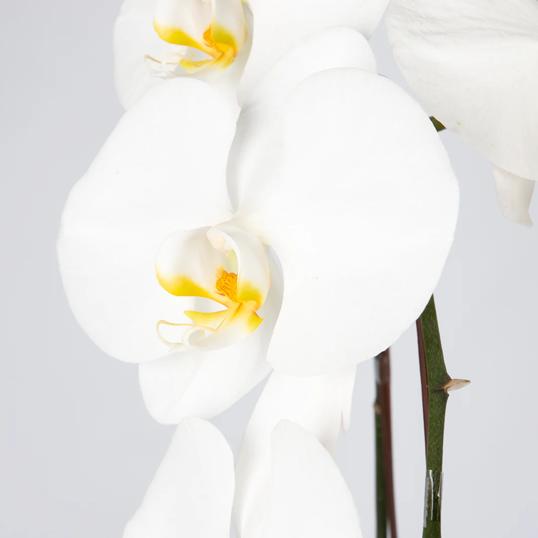 CNY Phalaenopsis Orchid (2 stalks) - Image 9