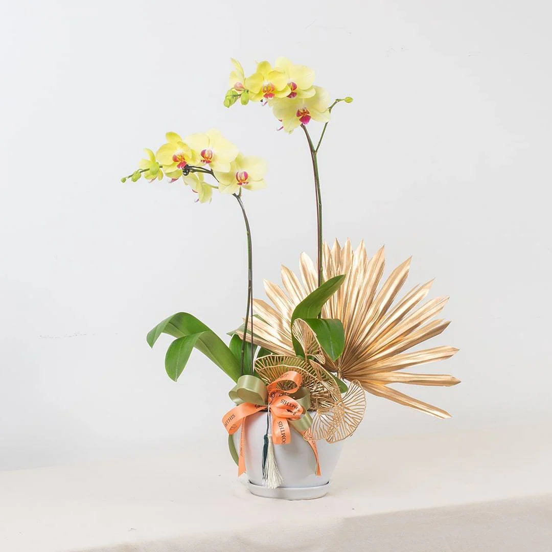 Deepavali Phalaenopsis Orchid (2 stalks) - Image 10