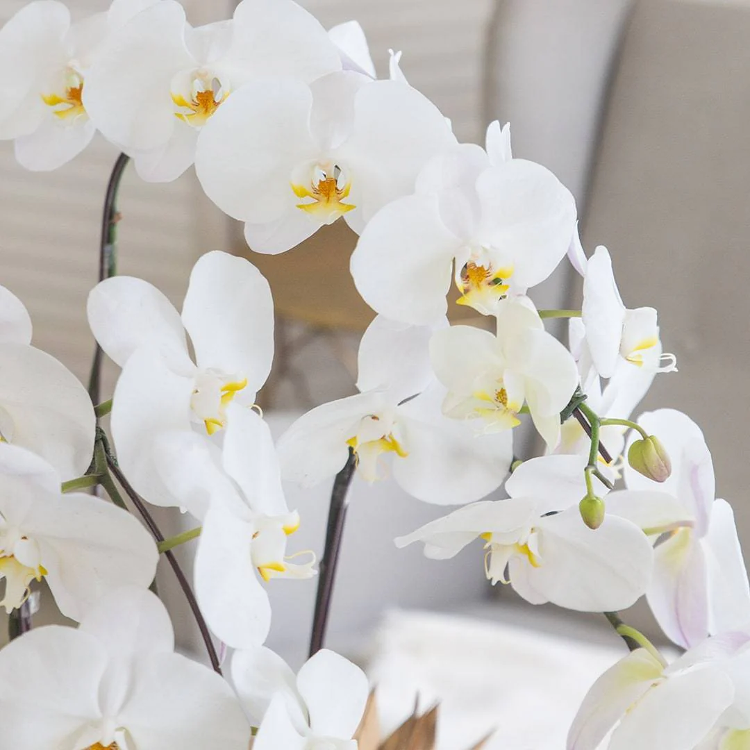 Deepavali Phalaenopsis Orchid (3 stalks) - Image 5