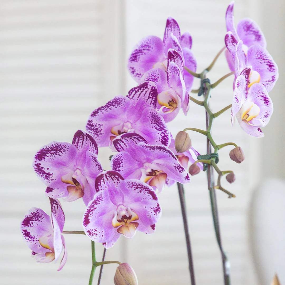 Deepavali Phalaenopsis Orchid (3 stalks) - Image 7