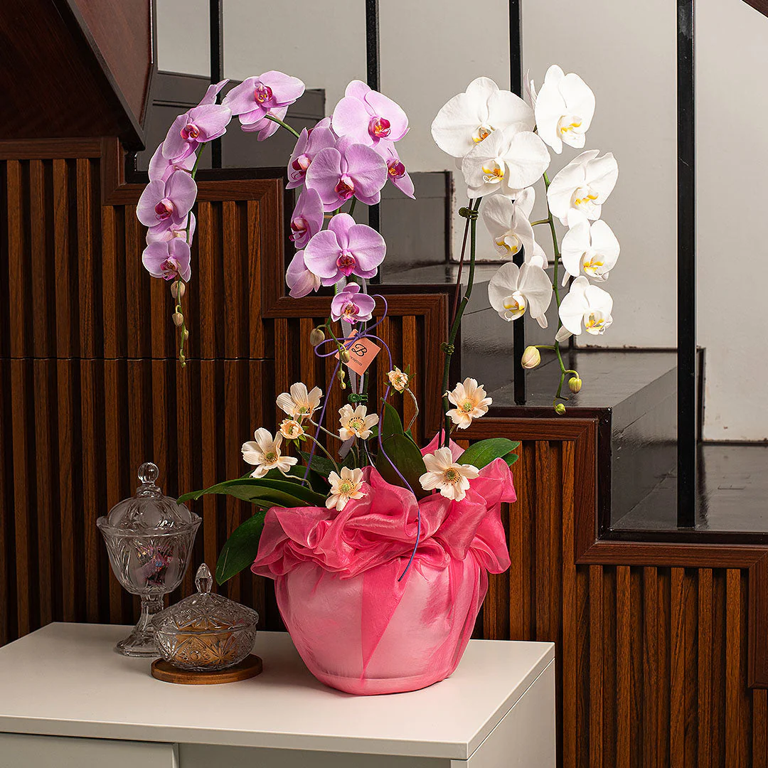 Indira Pink & White Phalaenopsis Orchid (3 Stalks) (MDV)