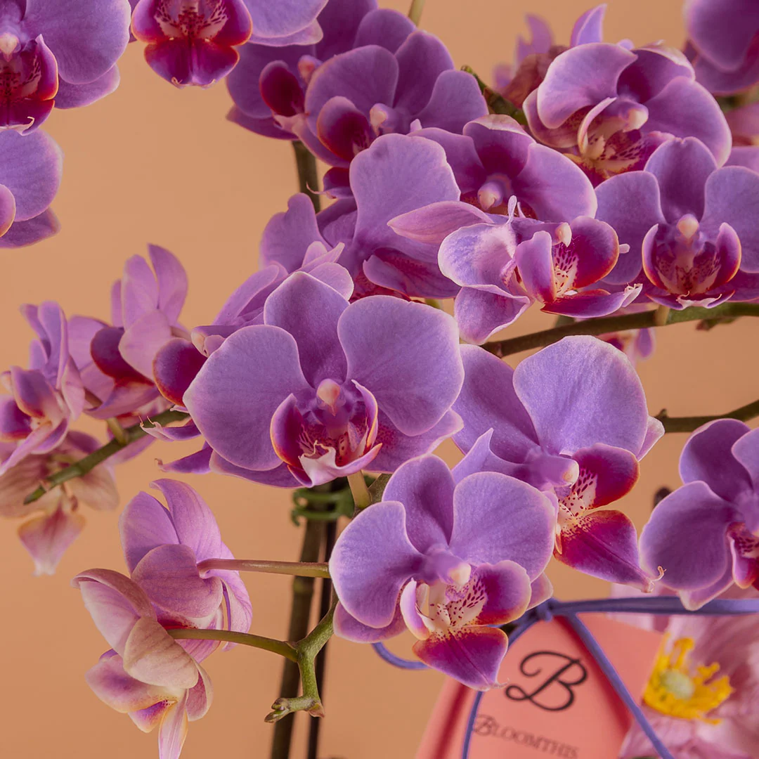 Indira Purple Mini Phalaenopsis Orchid (2 Stalks) - Image 2
