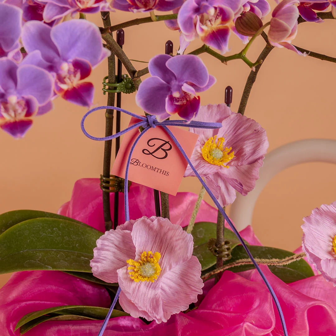 Indira Purple Mini Phalaenopsis Orchid (2 Stalks) - Image 4