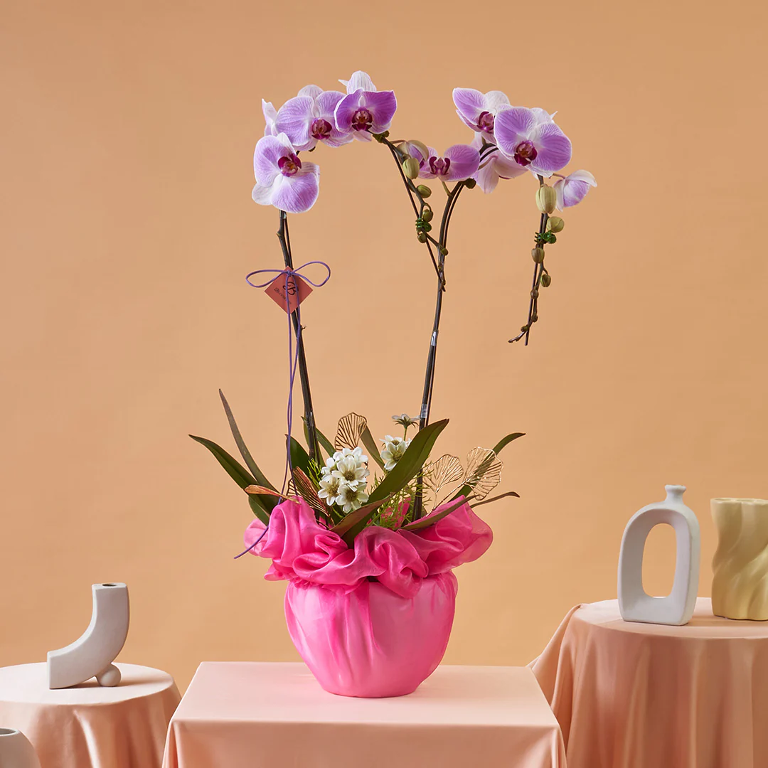 Indira Two Tone Lilac Mother's Day Phalaenopsis Orchid (2 Stalks) (MD)