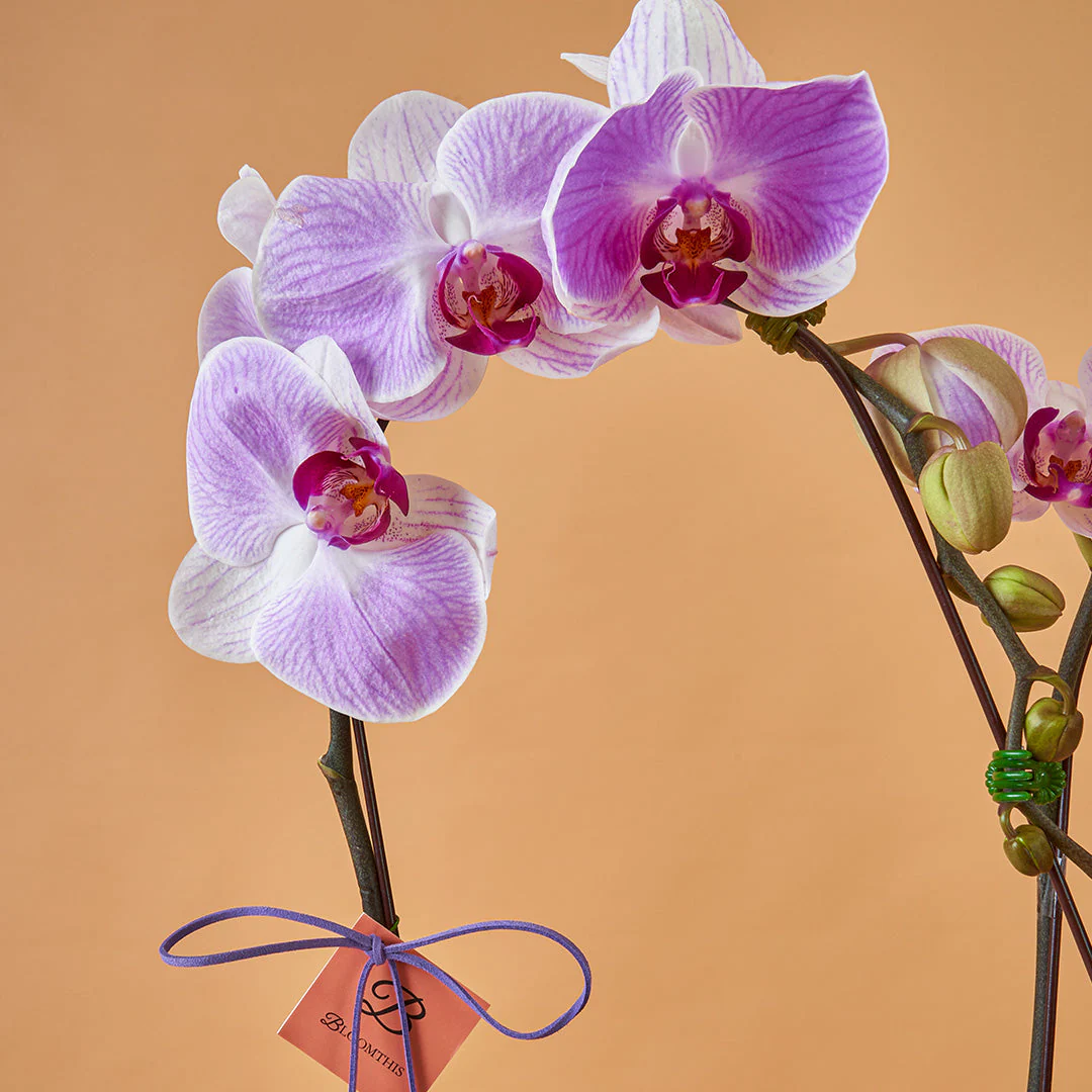 Indira Two Tone Lilac Phalaenopsis Orchid (2 Stalks) (MDV) - Image 3