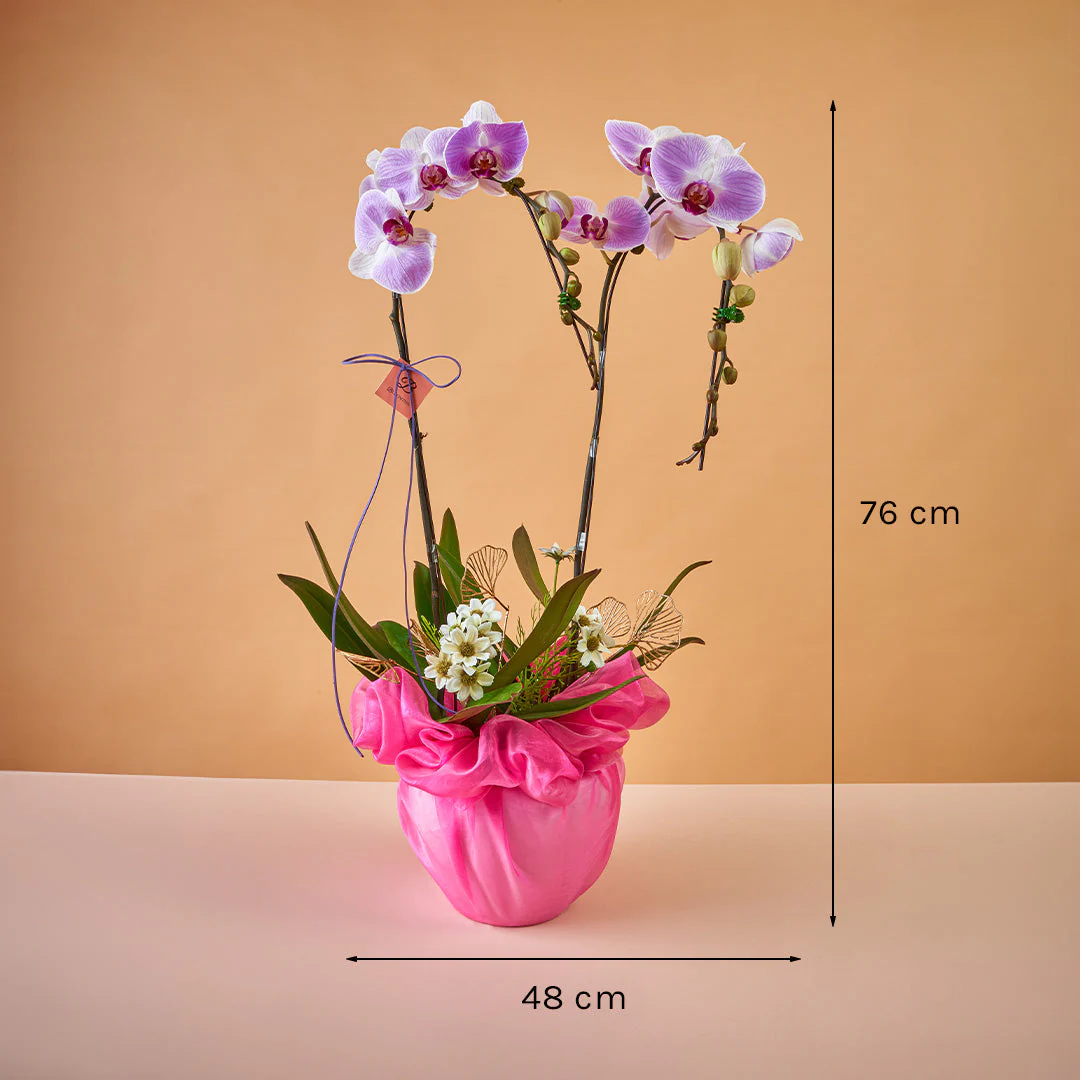 Indira Two Tone Lilac Phalaenopsis Orchid (2 Stalks) (MDV) - Image 6
