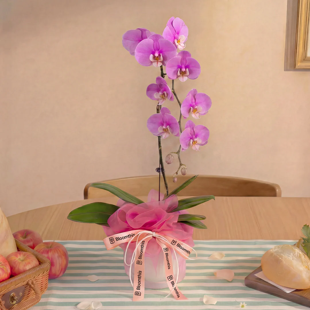 Ingrid Pink Phalaenopsis Orchid (1 Stalk) - Image 3