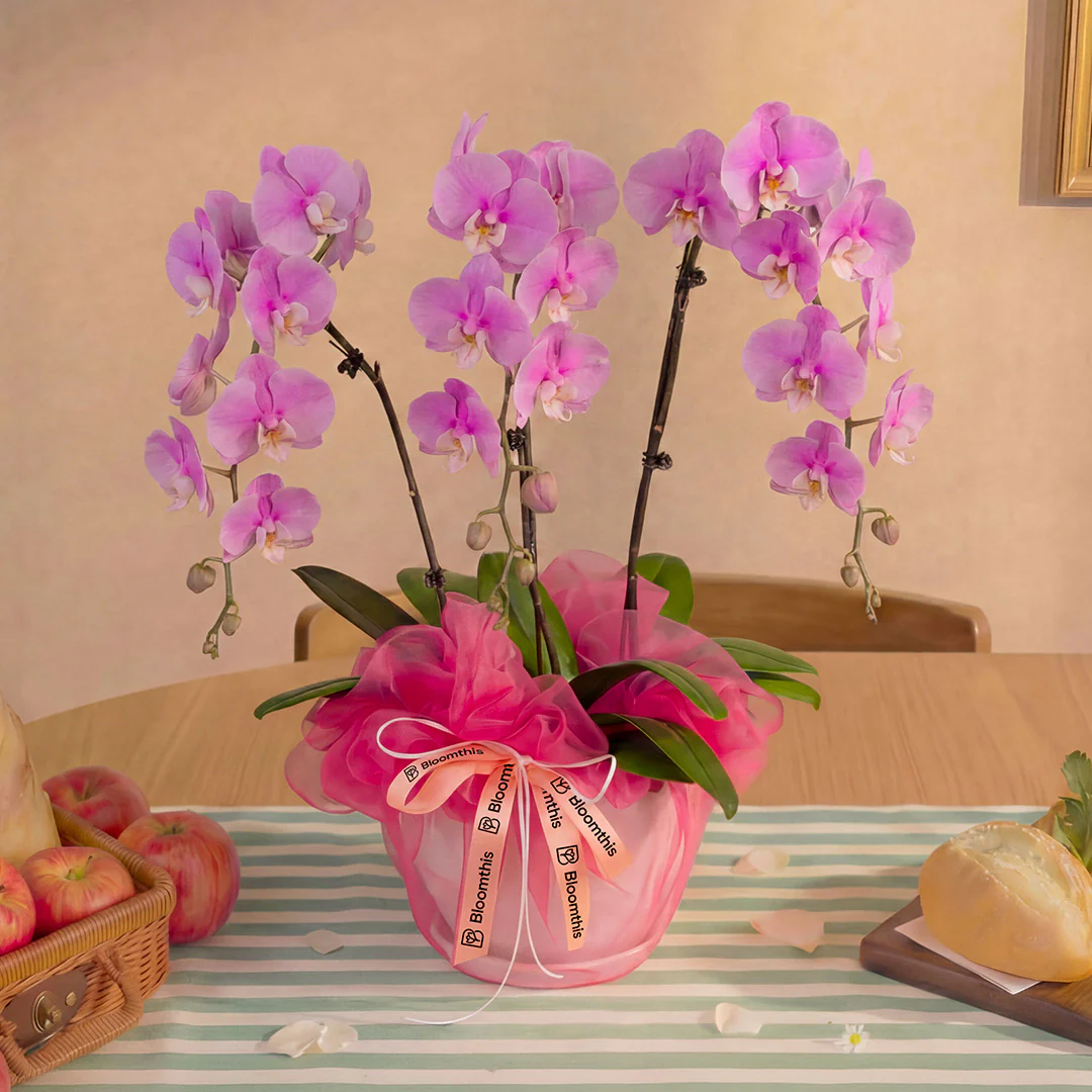 Ingrid Pink Phalaenopsis Orchid (3 Stalks) - Image 3