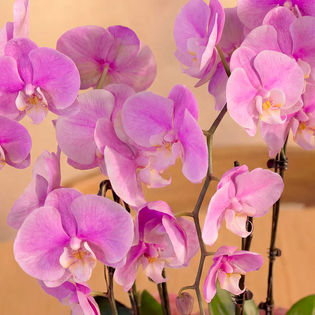 Ingrid Pink Phalaenopsis Orchid (5 Stalks) - Image 2