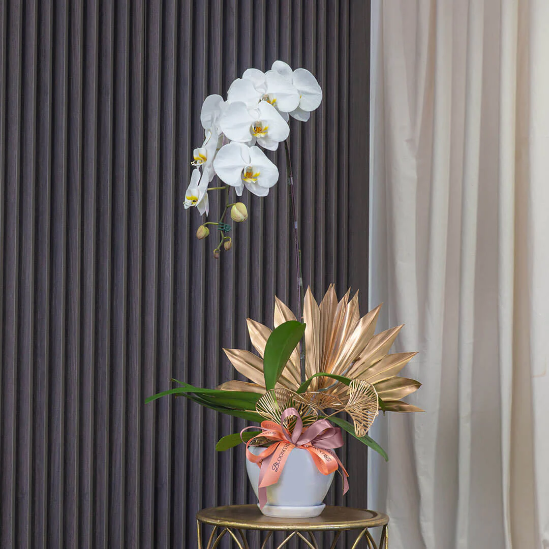 Jodie Phalaenopsis Orchid (1 stalk) (MDV) - Image 3