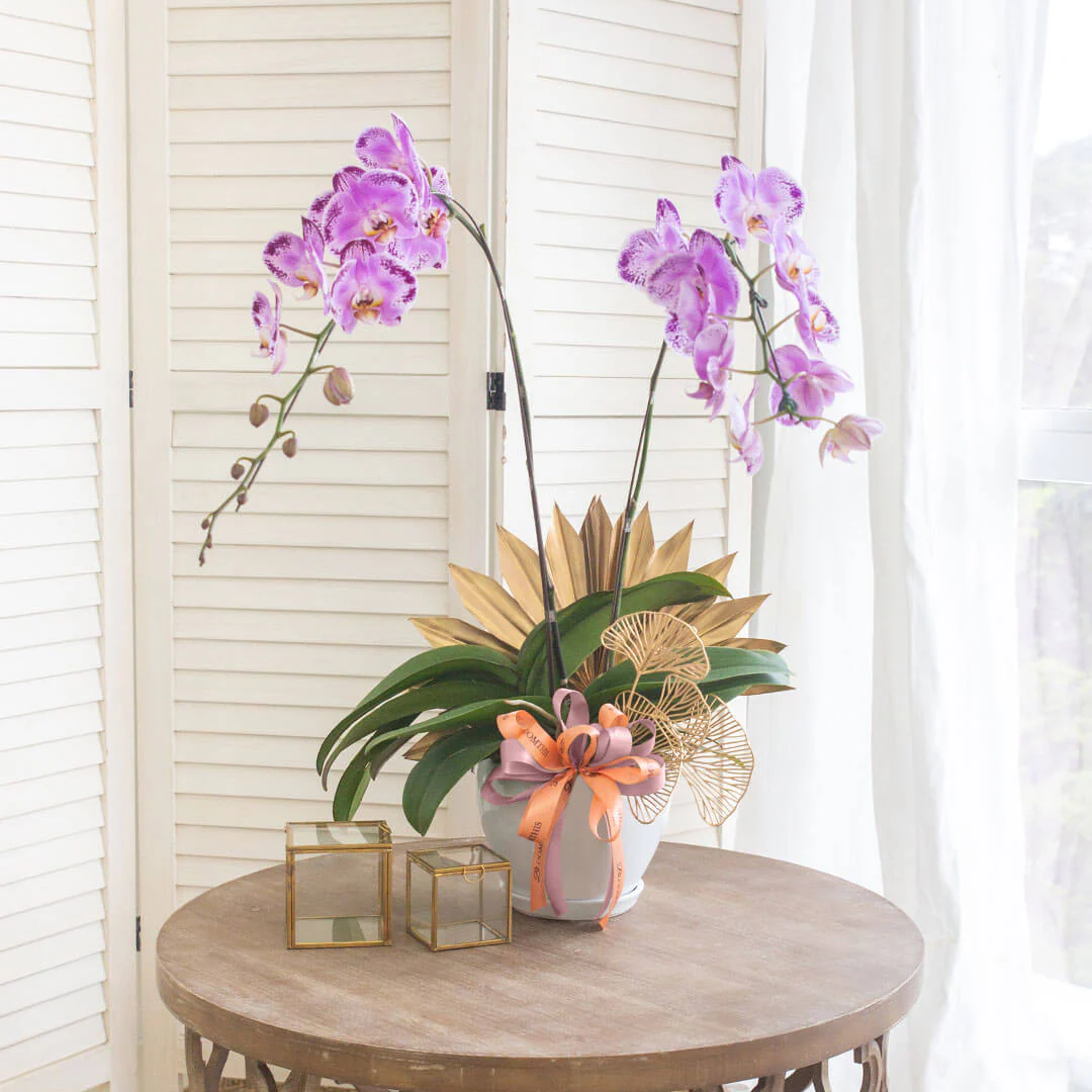 Jodie Phalaenopsis Orchid (2 stalks) (MDV) - Image 3