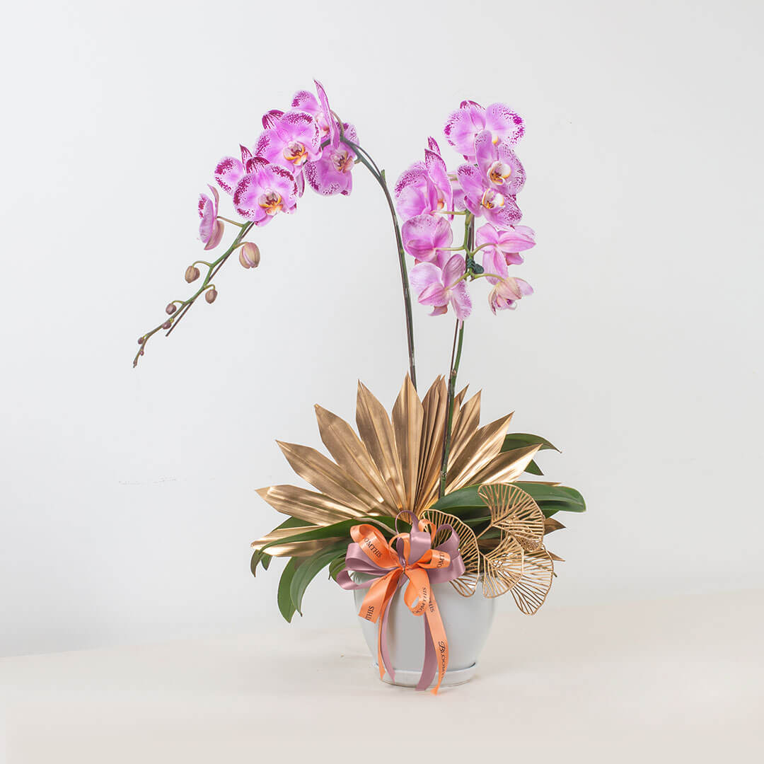 Jodie Phalaenopsis Orchid (2 stalks) (MDV) - Image 6