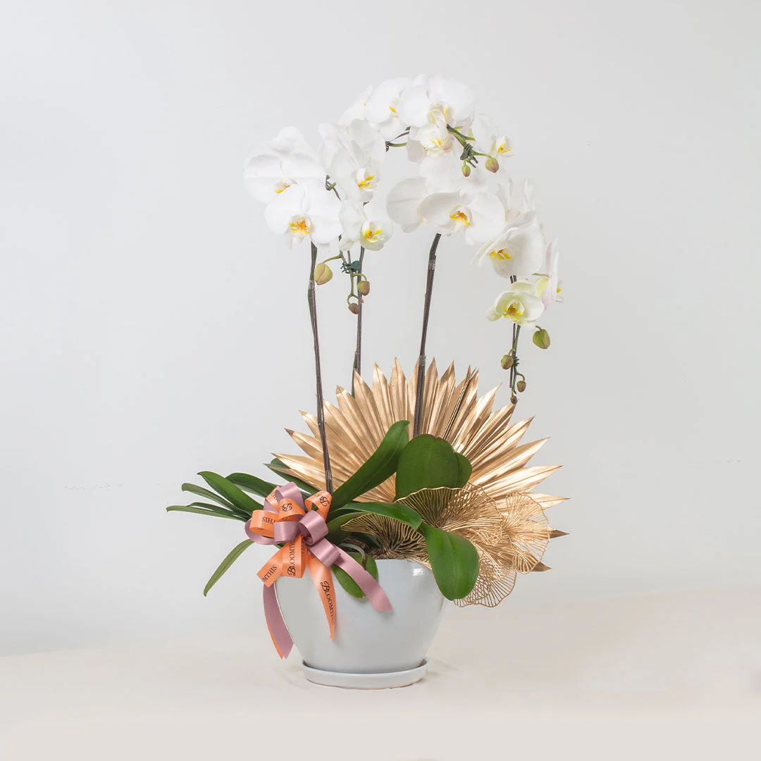 Jodie Phalaenopsis Orchid (3 stalks) (MDV) - Image 7