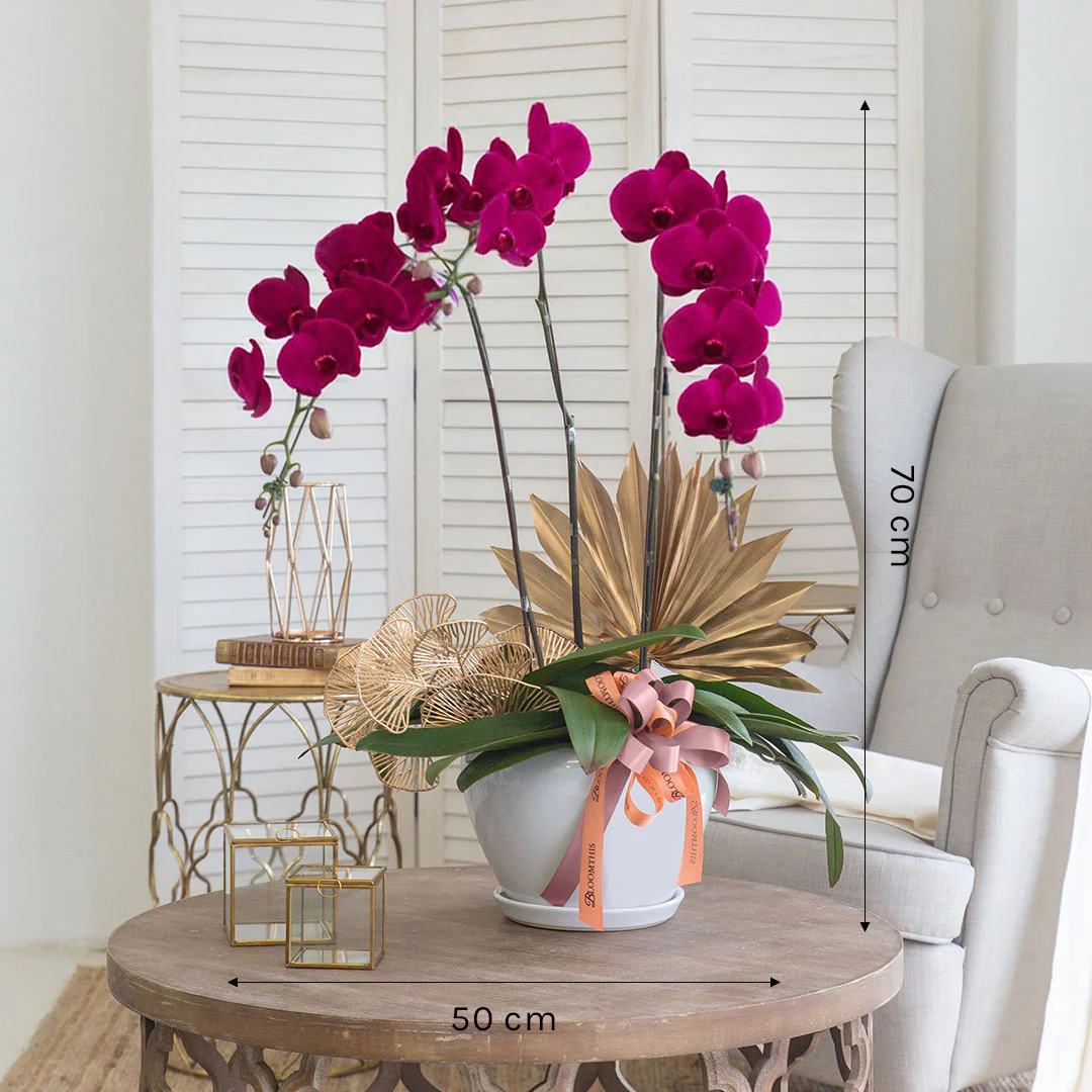 Jodie Purple Phalaenopsis Orchid (3 stalks) - Image 3