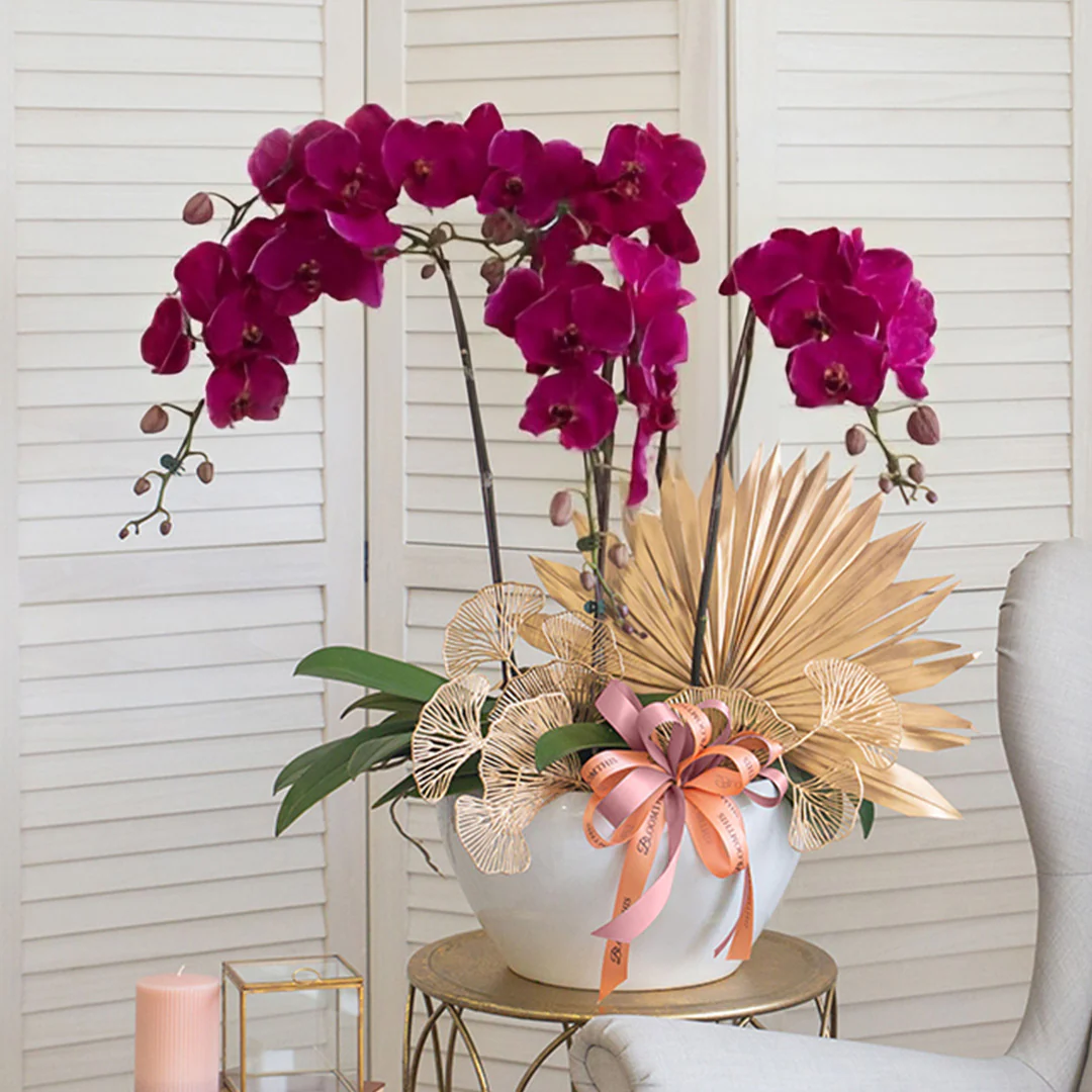 Jodie Purple Phalaenopsis Orchid (5 stalks)