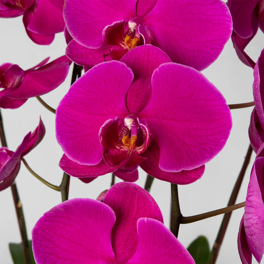 Jodie Purple Phalaenopsis Orchid (5 stalks) - Image 2