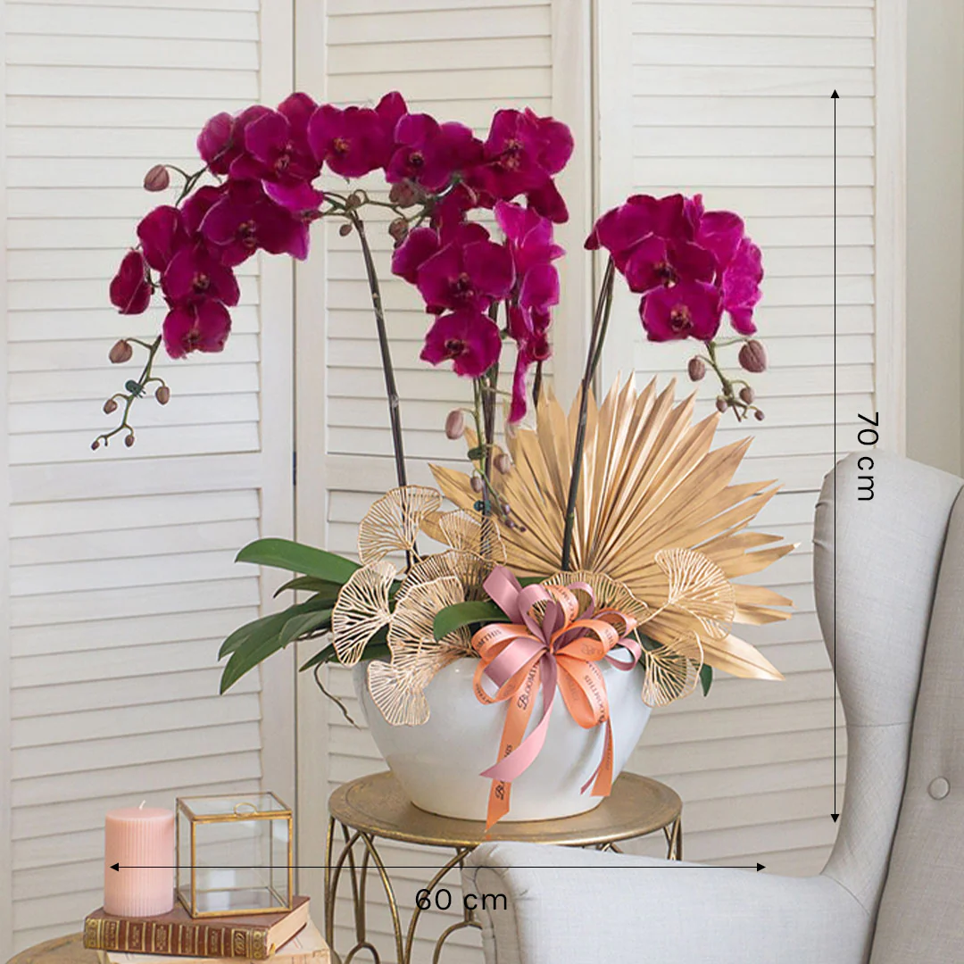 Jodie Purple Phalaenopsis Orchid (5 stalks) - Image 3