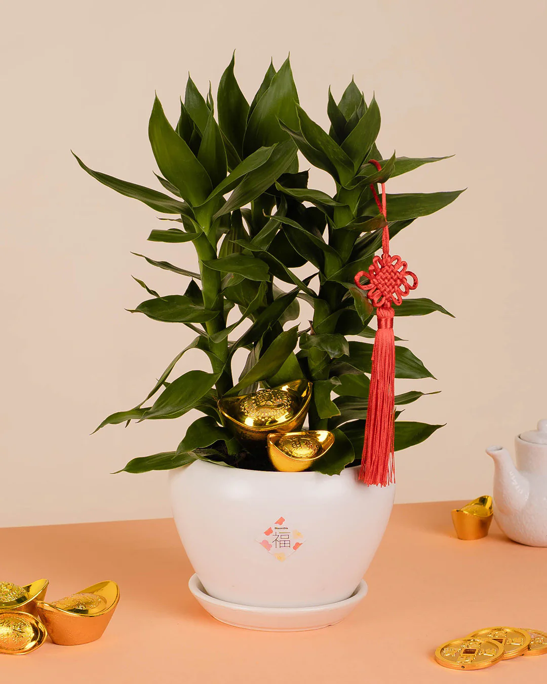Lotus Bamboo Chinese New Year Plant 2026