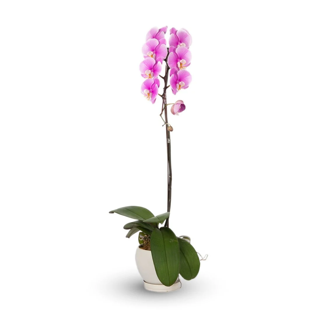Mother's Day Phalaenopsis Orchid (1 Stalk) (MD)