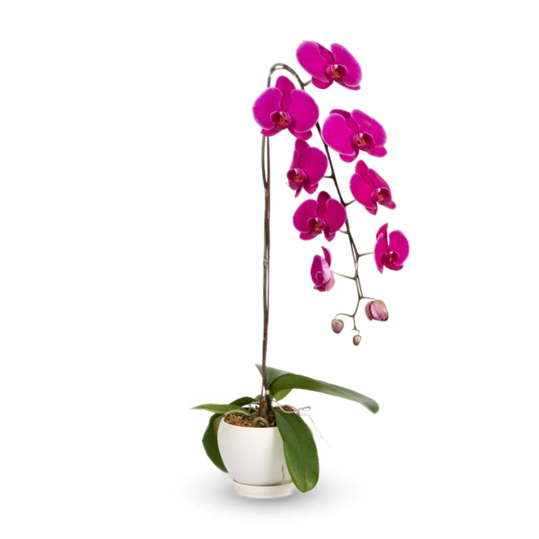 Mother's Day Phalaenopsis Orchid (1 Stalk) (MD) - Image 3