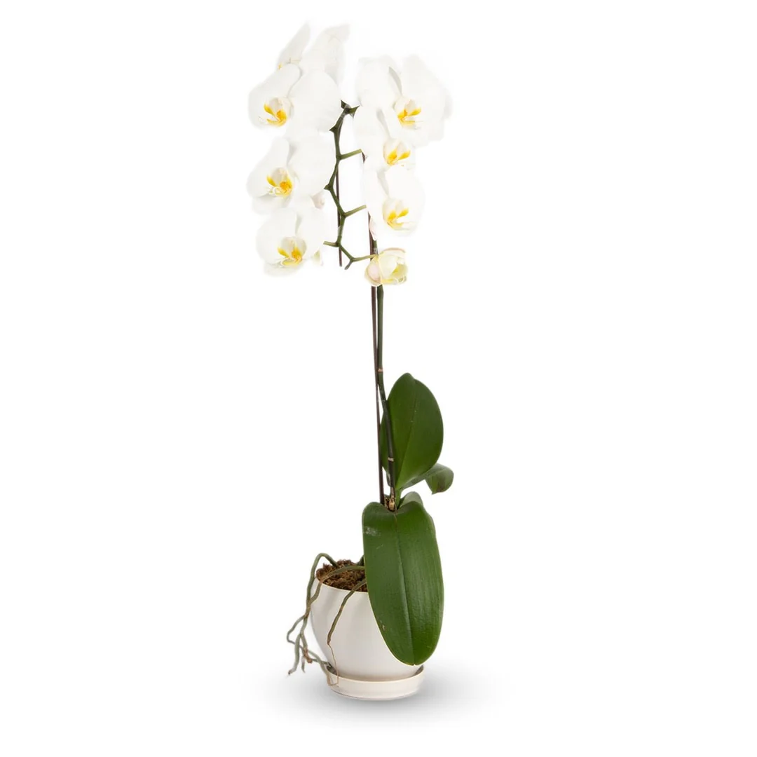 Mother's Day Phalaenopsis Orchid (1 Stalk) (MD) - Image 5