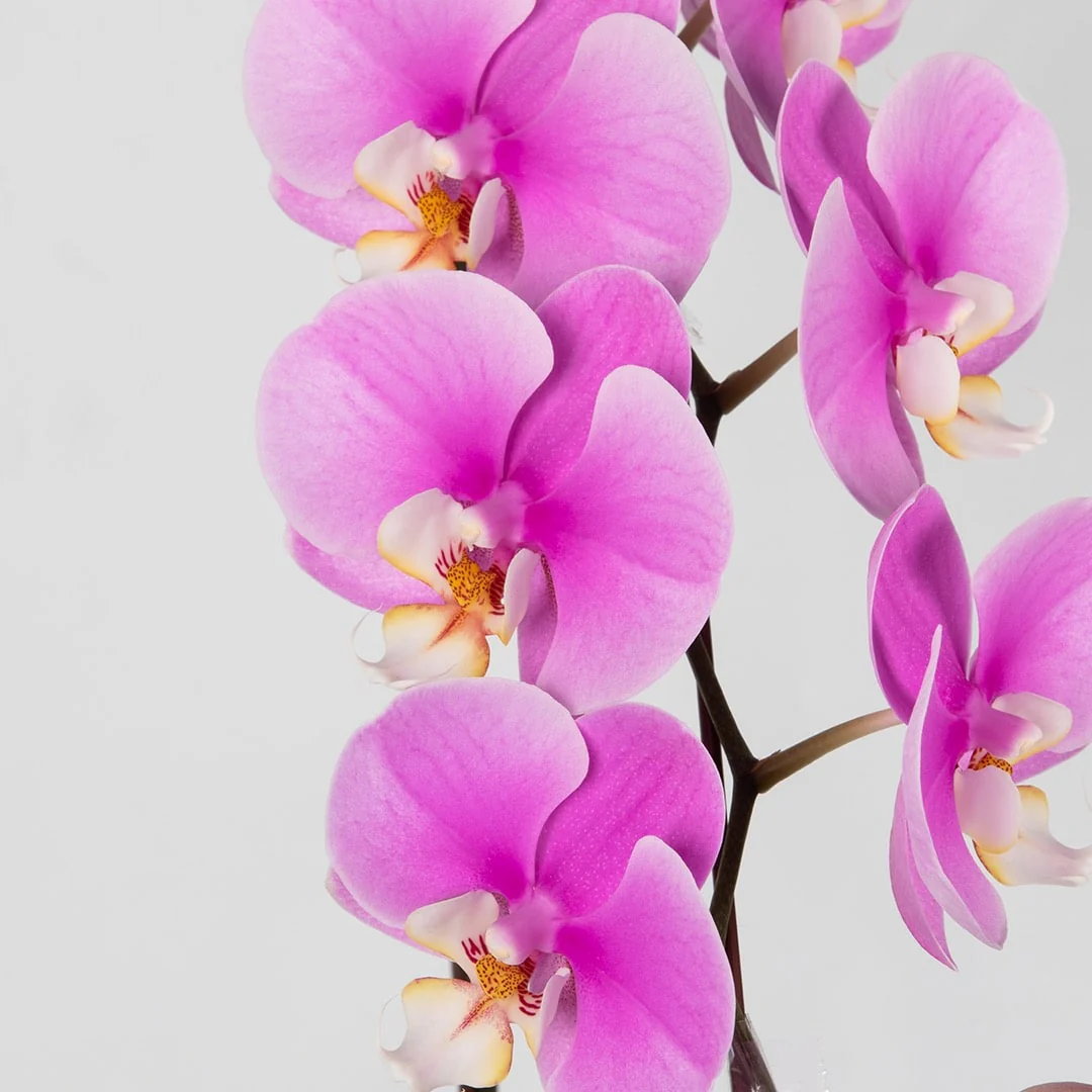 Phalaenopsis Orchid (1 Stalk) (MDV) - Image 2