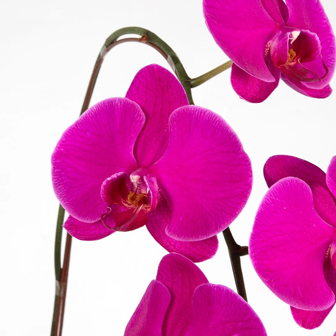 Phalaenopsis Orchid (1 Stalk) (MDV) - Image 4
