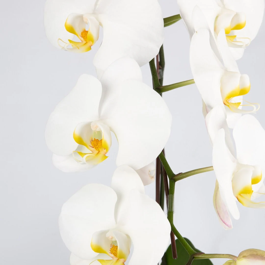 Phalaenopsis Orchid (1 Stalk) (MDV) - Image 6