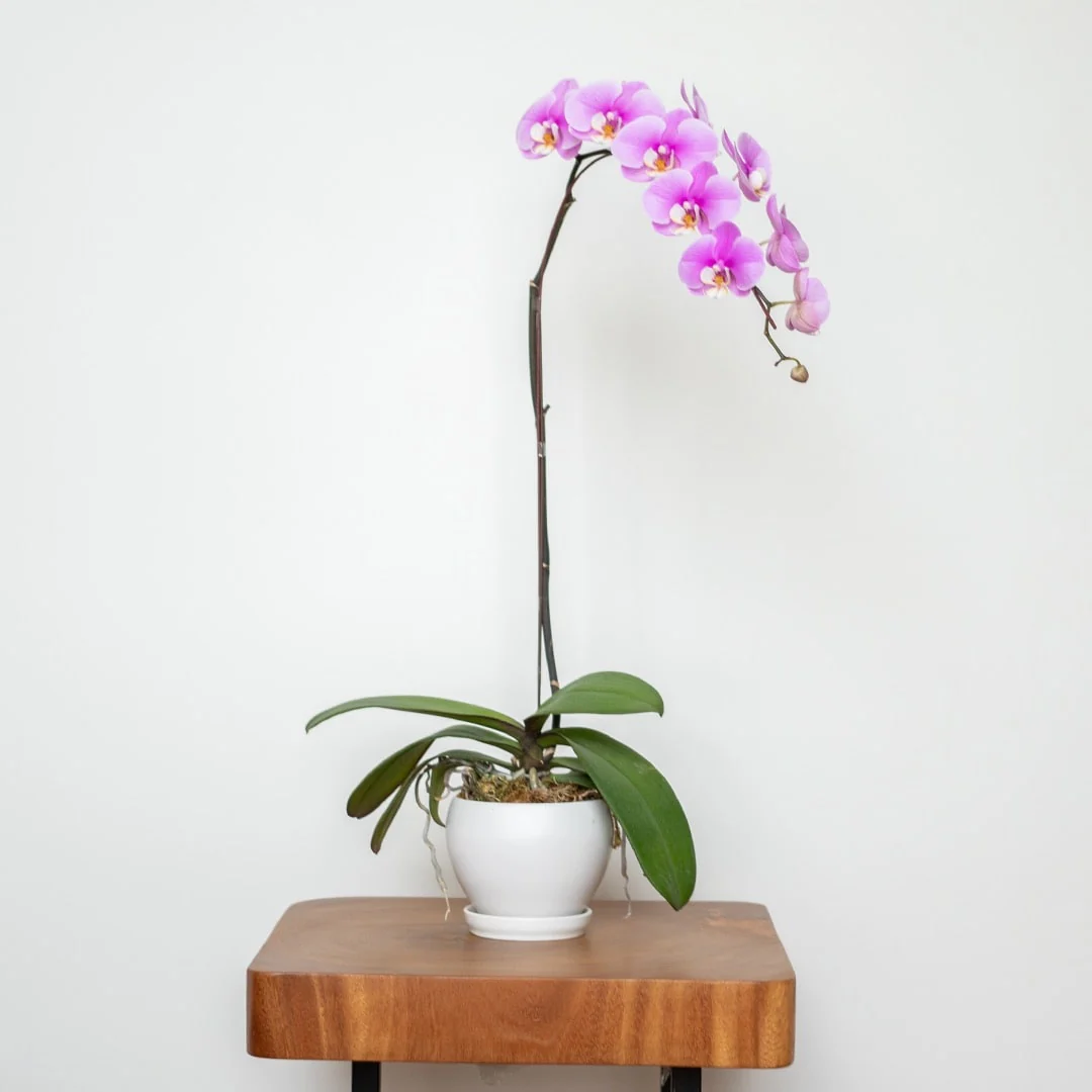Phalaenopsis Orchid (1 Stalk) (MDV) - Image 7