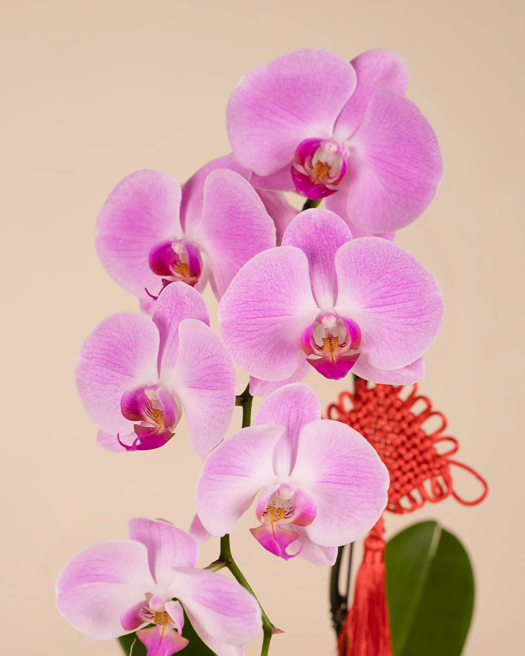 Pink CNY Phalaenopsis Orchid (1 stalk) - Image 3