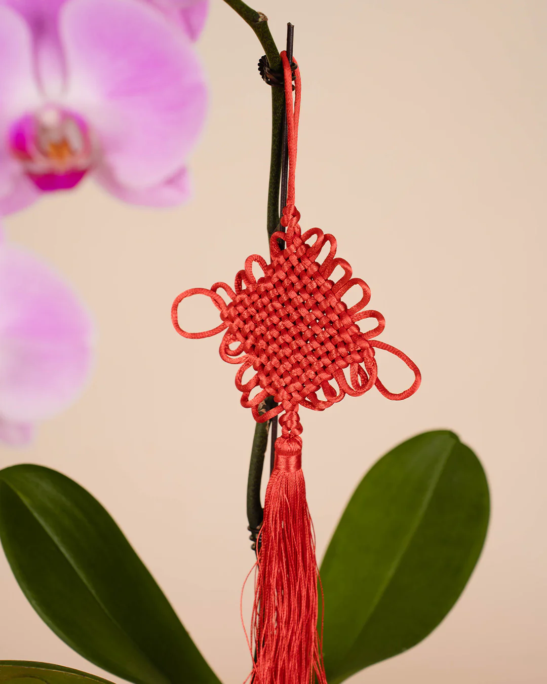 Pink CNY Phalaenopsis Orchid (1 stalk) - Image 4
