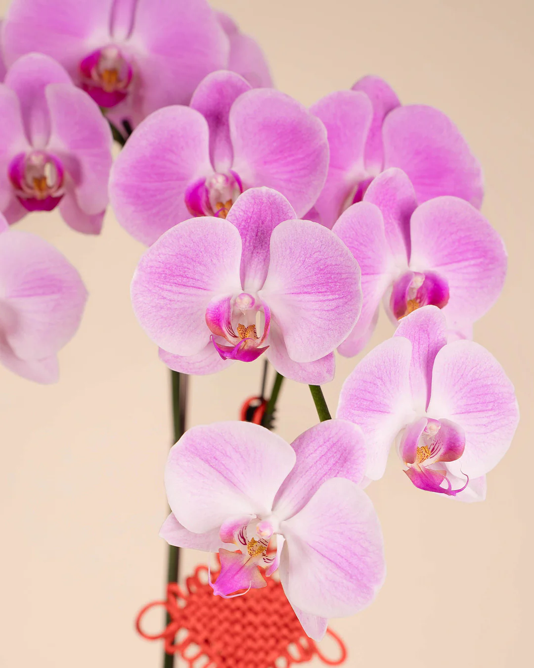 Pink CNY Phalaenopsis Orchid (3 stalks) - Image 3