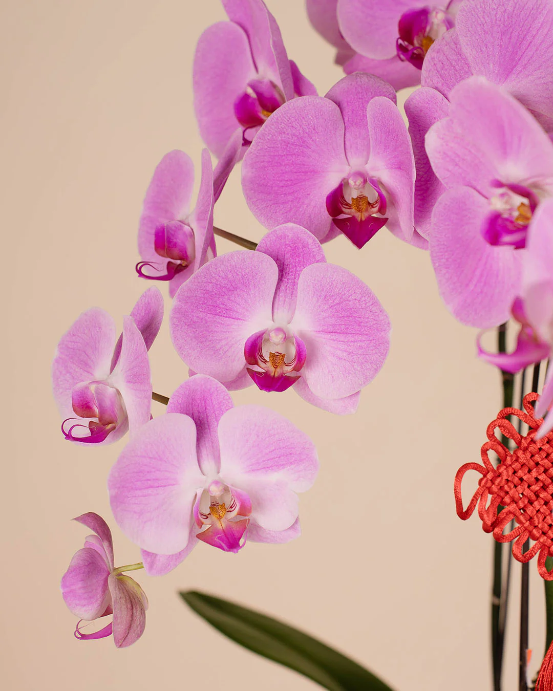 Pink CNY Phalaenopsis Orchid (5 stalks) - Image 3
