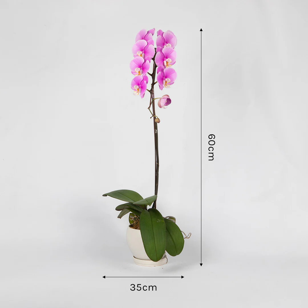 Pink Phalaenopsis Orchid (1 Stalk) - Image 4