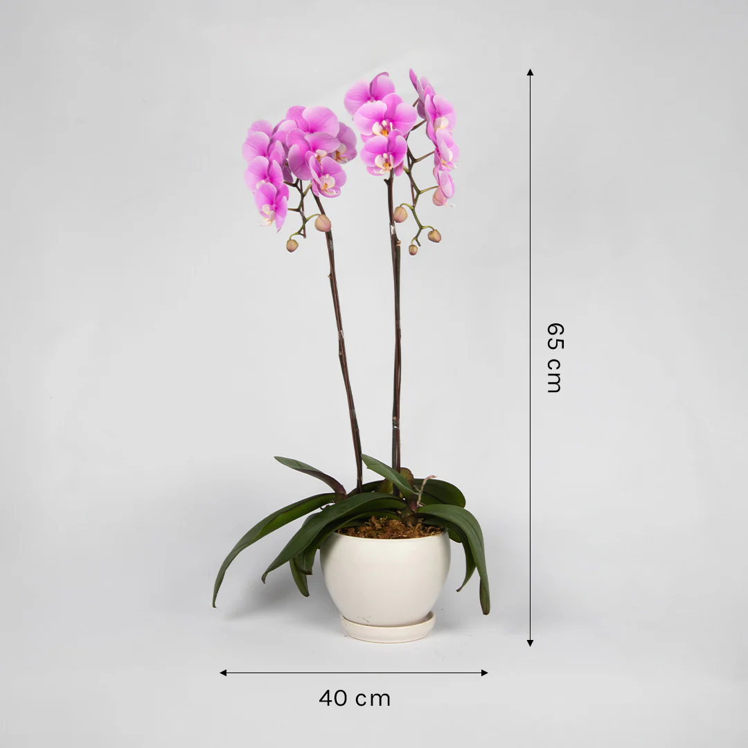 Pink Phalaenopsis Orchid (2 Stalks) - Image 3