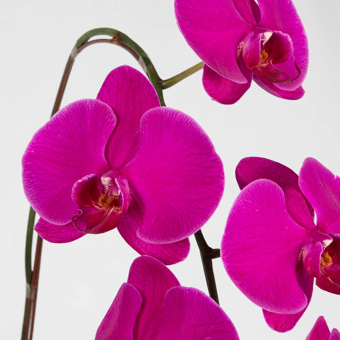 Purple Phalaenopsis Orchid (1 Stalk) - Image 2