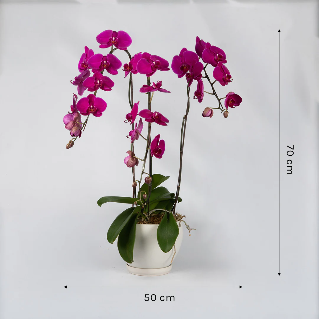 Purple Phalaenopsis Orchid (3 Stalks) - Image 4