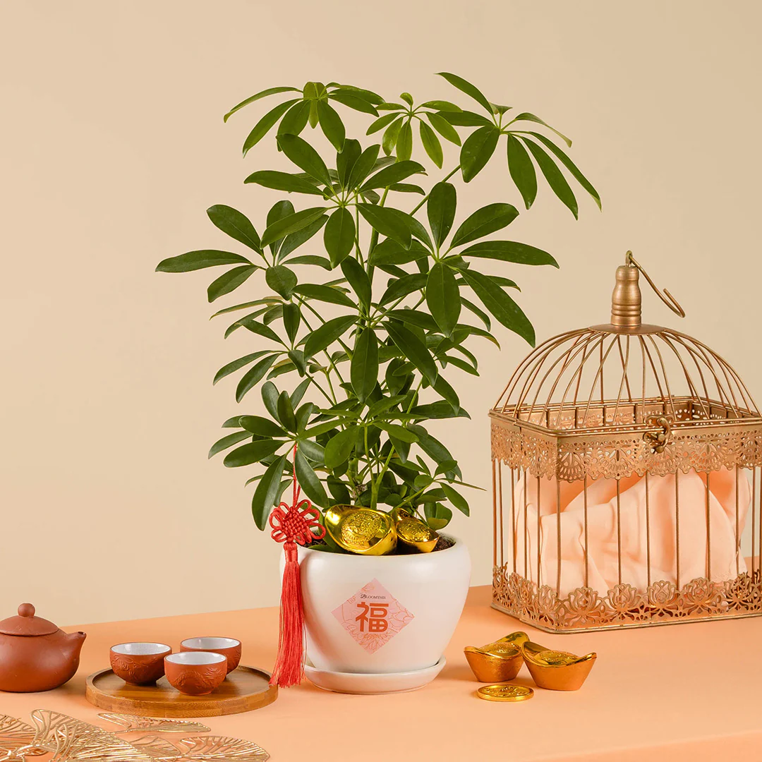 Umbrella Plant Chinese New Year Plant 2025