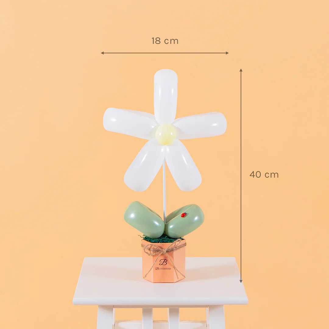 White Daisy Balloon Box - Image 7